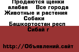 Продаются щенки алабая  - Все города Животные и растения » Собаки   . Башкортостан респ.,Сибай г.